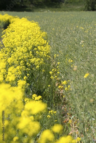 Brassica napus, brassicaceae, bunias orientalis, alien plant, smooth grouper, cruciferous vegetable, neobiota, neophyte, oriental grouper, problem plants, rapeseed, turkish rocket, turkish wartycabbage, turkish arugula, spike, grouge, flora, high size hill mustard, portrait, invasive species, oilseed rape, plants, rape, warty cabbage
