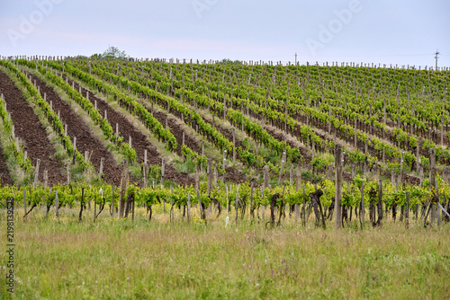 Wide view of neatly cultivated vineyard rows stretching across rolling hills near Eger, Hungary