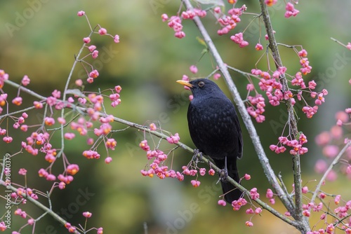 A common blackbird (Turdus merula) sits in a European spindle tree (Euonymus europaeus), and eats the fruit