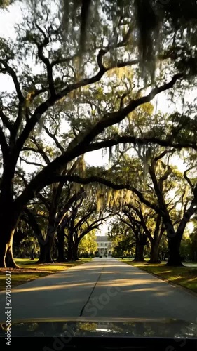 Driving along a road with Live Oak trees covered in Spanish moss in the afternoon sun