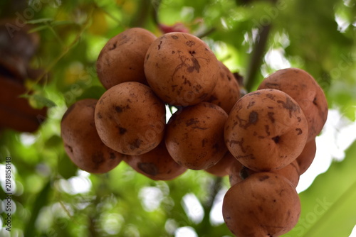 fruit is called greater tampoi aka aglaia sp with white fruit content and light brown fruit skin, Baccaurea macrocarpa fruit