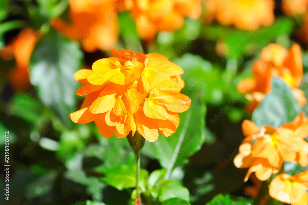 Fototapeta premium Crossandra or ACANTHACEAE, ,crossandra infundibuliformis or Crossandra infundibuliformis Merr or orange flower