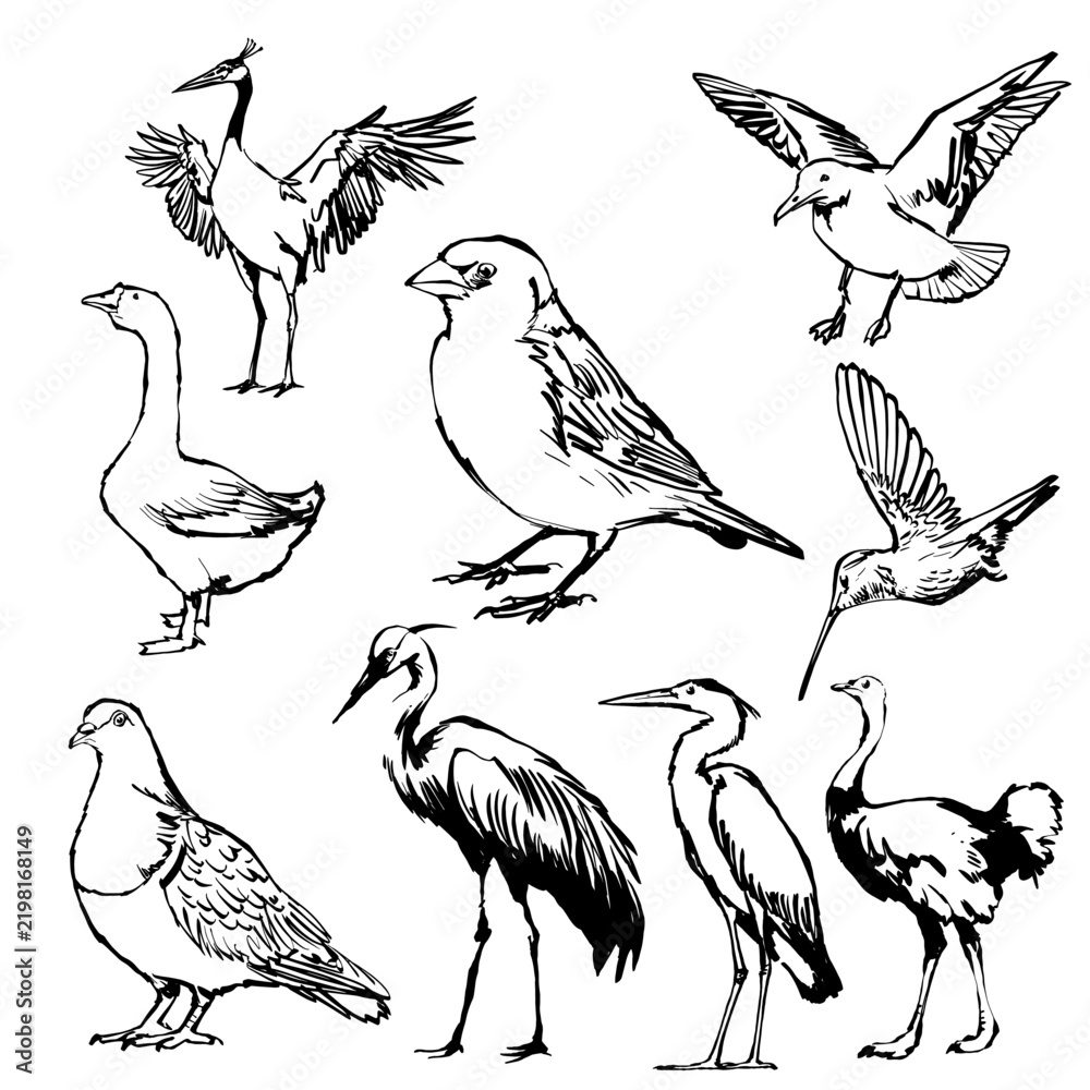 Fototapeta premium Comprehensive vector line art set of various wild birds including crane, goose, sparrow, pigeon, heron, ostrich, and flying seagull.