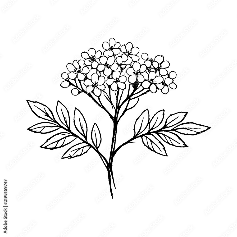 Obraz premium PNG Minimalist botanical line art