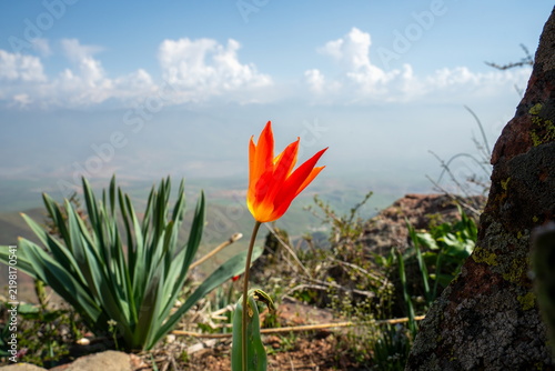 Wild flower Tulipa kaufmanniana above Akhangaran valley in Uzbekistan in Spring
