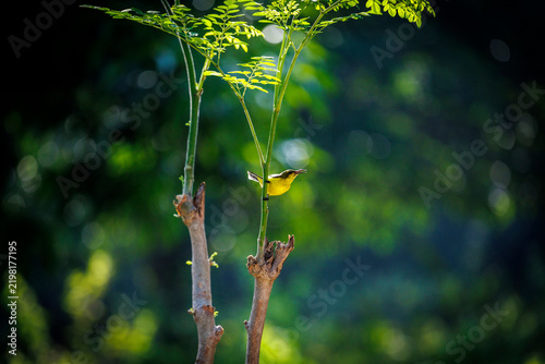 Fotografie Small yellow songbird calls out from a pruned sapling stem, wing raised amid soft tropical bokeh