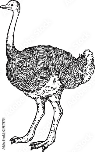 Simple and adorable Ostrich illustration with outlines only in vintage style