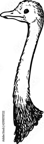 Simple and adorable Ostrich head illustration with outlines only in vintage style