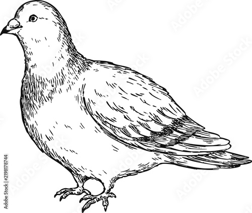 Simple and adorable Pigeon illustration with outlines only in vintage style