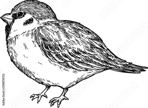 Simple and adorable Sparrow illustration with only outlines in vintage style