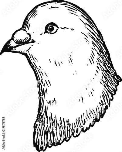 Simple and adorable Pigeon head illustration with outlines only in vintage style
