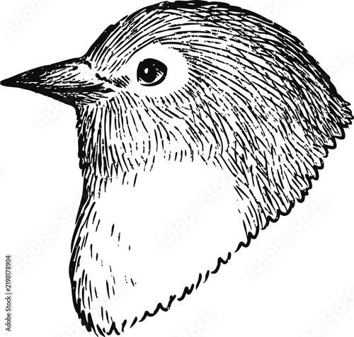 Simple and adorable Warbling white-eye illustration with only outlines in vintage style