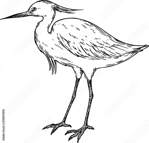 Simple and adorable Little Egret illustration with outlines only in vintage style