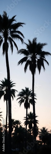 Silhouette of elegant palm trees against a light blue sky creating a tranquil tropical atmosphere, relaxing, idyllic