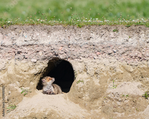 Cuadro en lienzo Baby fox sits at entrance of a small burrow in the sandy ground.
