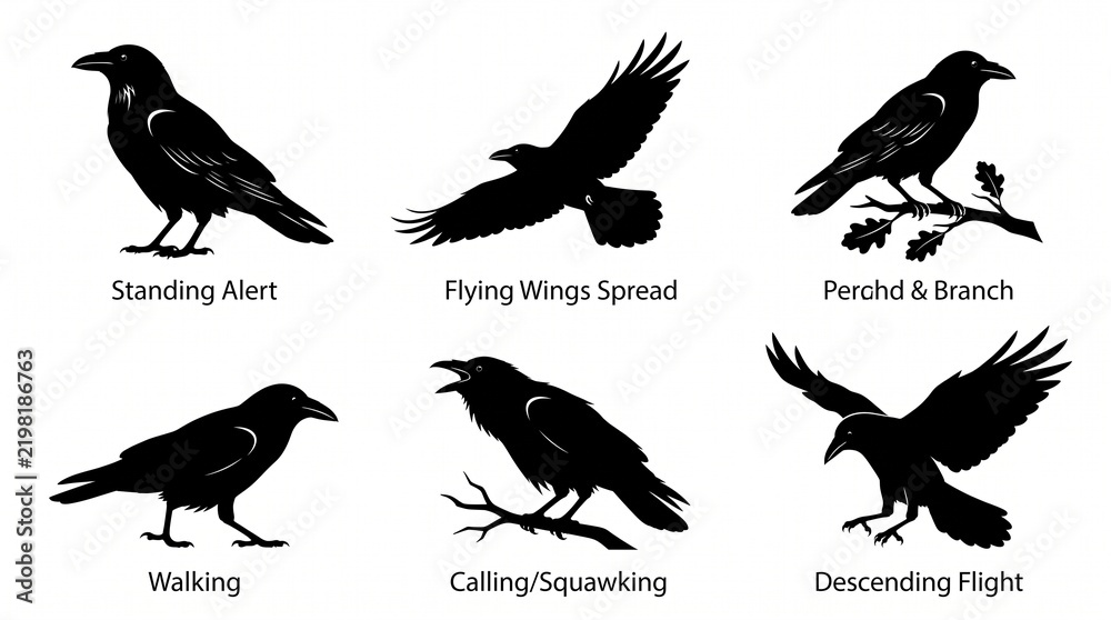 Fototapeta premium Collection of six black crow silhouettes showing different poses, flying, standing, landing, and perched on branches, detailed feathers and wings, isolated on white background.
