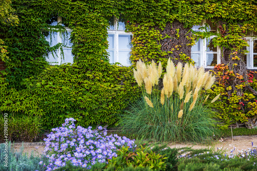Building exterior covered in green ivy, featuring pampas grass and purple flowers in the front garden.