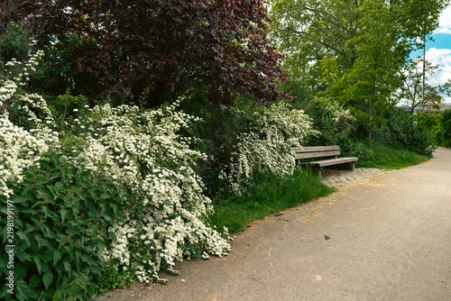 Flowering Shrubs Beside Park Path and Wooden Bench