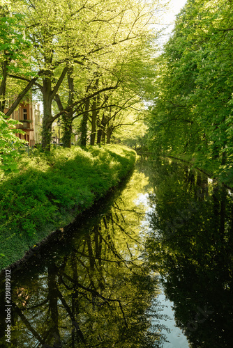 Sunlit Green Canal and Tree Reflections in Spring