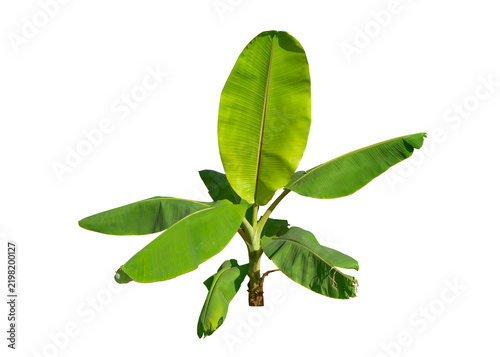 banana green leaves isolated on white background. This has clipping path.