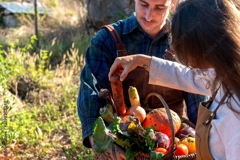 Obraz premium Harvesting fresh organic vegetables outdoors.