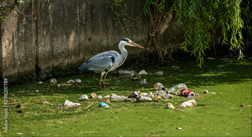 Фотография Grey heron standing in an algae-covered canal full of litter