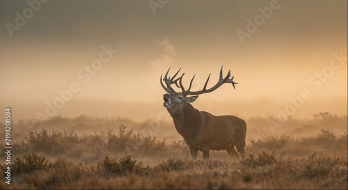 Fotografie Red deer stag bellowing in misty moorland at golden dawn