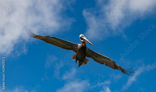 Fotografie Pelican flying during migration