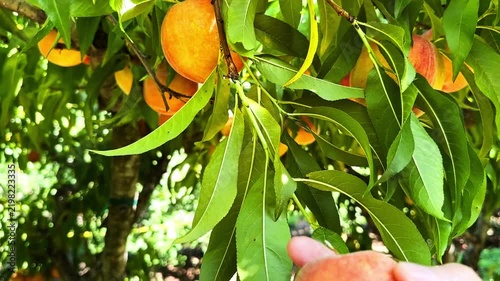 A hand gently plucks a ripe, fuzzy peach from a branch laden with fruit in a sunny orchard. The vibrant colors of the peaches and lush green leaves highlight the bounty of the harvest season.