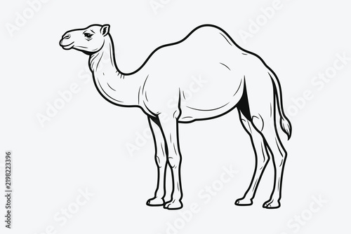 Fotografie Black and white line illustration of a single humped camel with line drawing