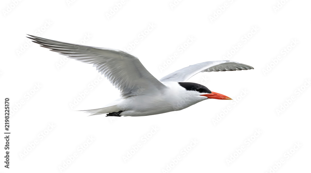Obraz premium Caspian tern bird in flight with wings spread isolated on white background wildlife waterfowl feathers isolated background