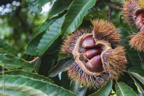 木の上で熟してイガが割れた秋のクリ（栗）の実（Castanea crenata）9月