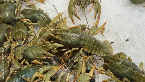 Live green crayfish stacked on crushed ice