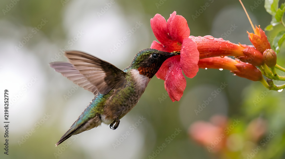 Obraz premium Hummingbird hovering and feeding on vibrant red trumpet creeper flowers in the garden