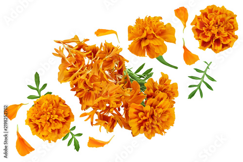 fresh marigold or tagetes erecta flower isolated on white background with full depth of field. Top view. Flat lay
