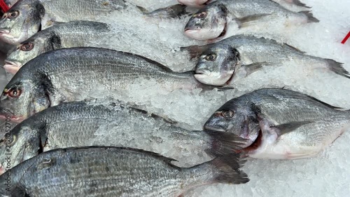 Whole gilthead sea bream fish on ice bed