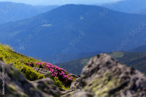 Flowering fields of Rhododendron myrtifolium (Carpathian rhododendron, Chervona ruta) in the subalpine belt of the Chornohora with a view of the highest mountains of Ukraine, Hoverla and Petros.