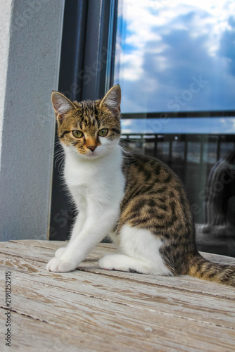 Warsaw, Poland, May 03, 2026. A domestic tabby cat sitting on a terrace table, turning its head back to look directly into the camera lens. High quality photograph.