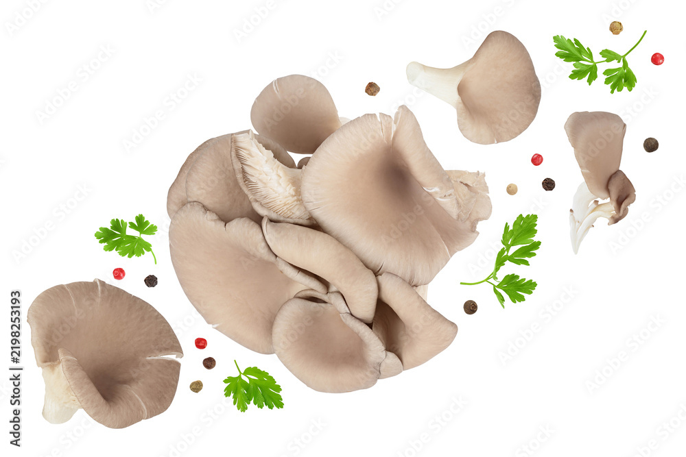 Obraz premium Oyster mushrooms isolated on white background with full depth of field. Top view. Flat lay