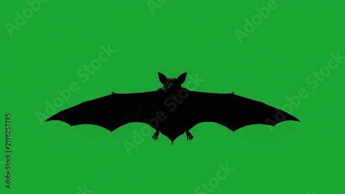 Realistic bat silhouette flying loop green screen 4k for halloween.