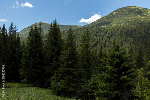 Mountain landscape with a beautiful coniferous forest in the foreground and a blue sky with clouds. Concept of wildlife, beauty of mountains and Earth for wallpapers and paintings. Carpathians, Chorno