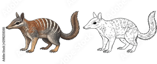 Rare Australian Numbat Illustration coloring page