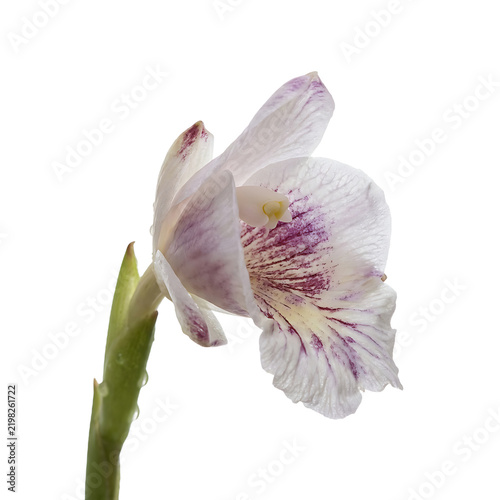 Cardamom Flower Isolated On Transparent Background