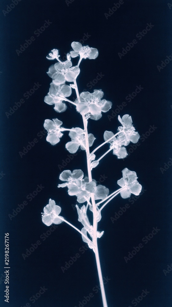 Obraz premium X-ray style floral design in monochrome, perfect for mobile wallpaper.