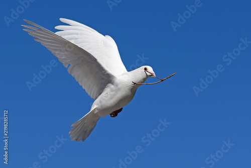 white pigeon