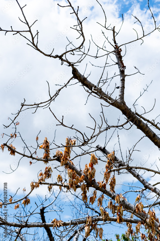 Obraz premium Bare tree branches reaching into cloudy blue sky with remnants of dried brown leaves hanging