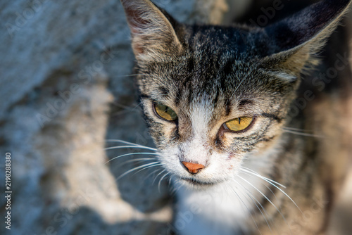 Принти на полотні Tabby cat looking directly, its intense yellow eyes fixed, standing outdoors wit