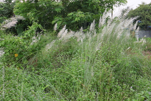Tall ornamental grass with feathery plumes growing in lush green foliage for botanical or garden design