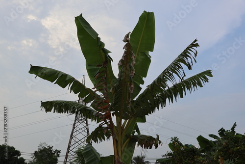 Mature banana tree with large green leaves growing in tropical outdoor setting with transparent background