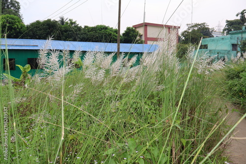 Dried lavender stalks arranged in natural field setting with green agricultural backdrop